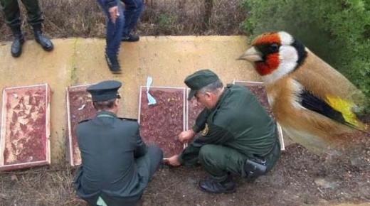 إحباط عملية تهريب 720 طائر من نوع الحسون بالفقيه بنصالح