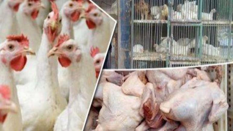 مكتب حفظ الصحة بالدشيرة الجهادية… من يراقب فوضى محلات بيع الدجاج الحي؟