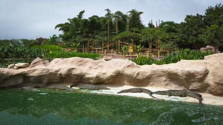 فضاء حديقة “كروكوبارك- أكادير” يشهد ولادة مجموعة من الحيوانات