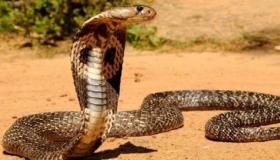 لدغة أفعى سامة تُنهي حياة خمسيني بضواحي أكادير
