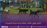 إنتشار مهول للكلاب الضالة وسط مدينة الخميسات