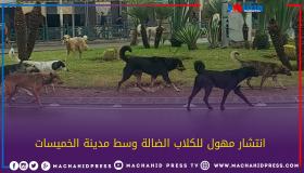 إنتشار مهول للكلاب الضالة وسط مدينة الخميسات