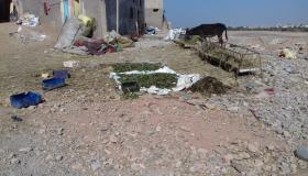 الأغنام بمدينة أزرو ايت ملول تثير غضب الساكنة .