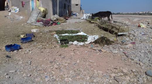 الأغنام بمدينة أزرو ايت ملول تثير غضب الساكنة .