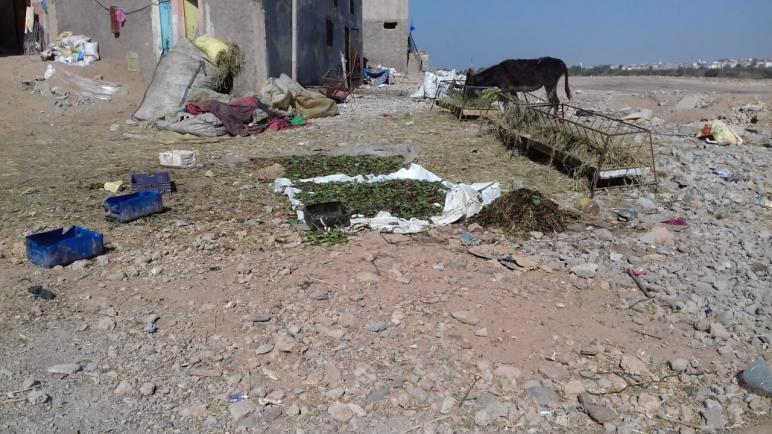 الأغنام بمدينة أزرو ايت ملول تثير غضب الساكنة .
