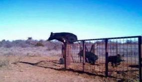 فتاة وأمها بجماعة ابضر بإقليم سيدي افني تتعرض لهجوم الخنزير .