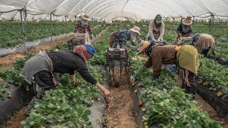 المغرب يفتح الحدود مع إسبانيا لاستقبال 12 ألفا من “عاملات الفراولة‬”