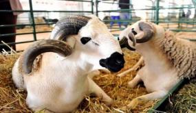 هذه قواعد صحية للتعامل مع أضاحي العيد في زمن “كورونا”