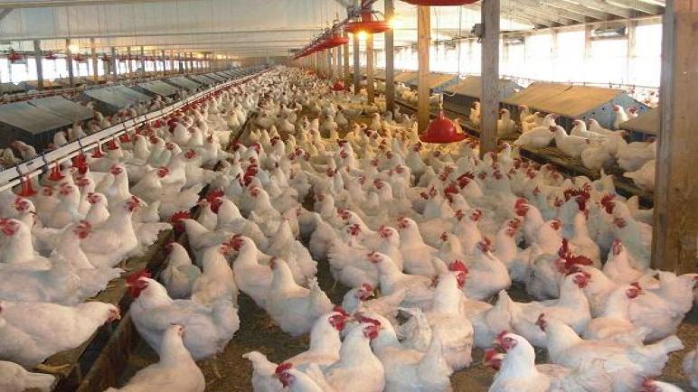 مربو الدواجن يطالبون باتخاذ إجراءات استباقية لحماية منتوجهم