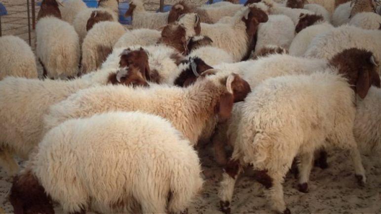 مربي الماشية بجهة بني ملال خنيفرة يستفدون من 693 ألف قنطار من الشعير المدعم