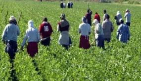 إيطاليا تفتح باب الترشح عبر الأنترنت لإستقبال عمال زراعيين مغاربة