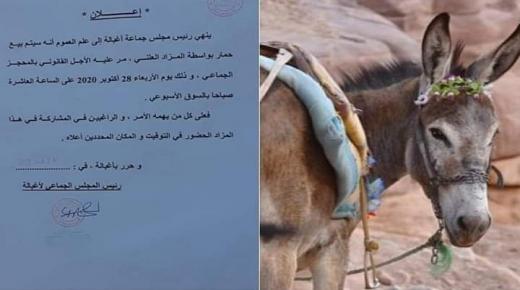 احتجاز حمار أكل عشب مقر بلدية بتارودانت و عرض آخر للبيع بالمزاد العلني في بني ملال