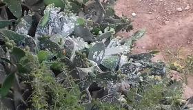 ساكنة دوار “اولاد النفخة”بجماعة للاميمونة تشتكي هجوما غير مسبوق للحشرات التي تخلفها أشجار الصبار