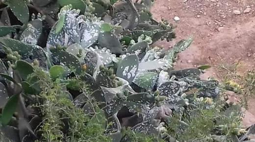 ساكنة دوار “اولاد النفخة”بجماعة للاميمونة تشتكي هجوما غير مسبوق للحشرات التي تخلفها أشجار الصبار