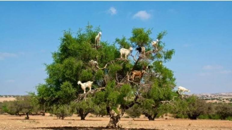“الرعاة الرّحل”.. كابوس يهدّد شجرة الأركان بالانقراض في مناطق قبائل سوس