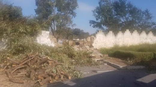 هيئة حقوقية تدين اجتثاث أشجار أوكاليبتوس بمدينة القنيطرة