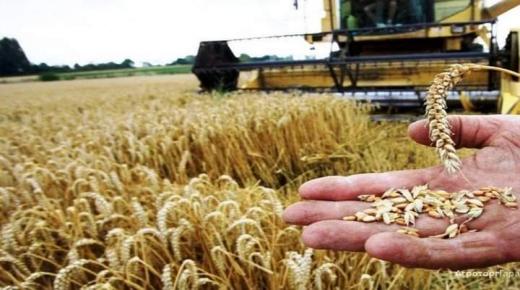 الموسم الفلاحي 2020-2021 .. توقعات بموسم حبوب جيد جدا بإنتاج بقيمة 98 مليون قنطار