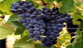 أزيد من 13 ألف هكتار حجم المساحة المزروعة بفاكهة العنب بإقليمي الجديدة وسيدي بنور