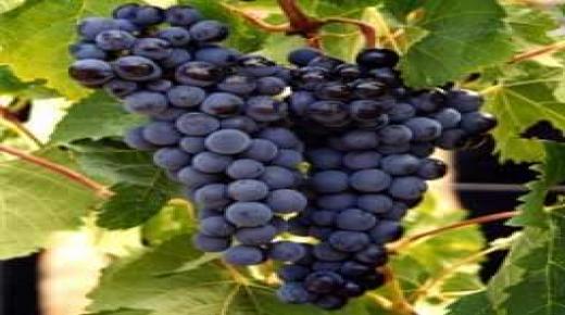 أزيد من 13 ألف هكتار حجم المساحة المزروعة بفاكهة العنب بإقليمي الجديدة وسيدي بنور