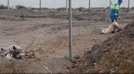 جماعة بطنجة تعدم عشرات الكلاب الضالة بالسم