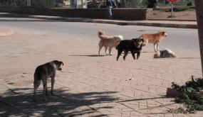 طنجة فيديو صادم.. شخص يتعدي على كلب يشعل موجة غضب بين المهتمين بالحيوانات