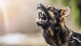 كلب مسعور يتسبب في وفاة طفلة بالحوز