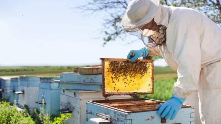 هذه خطة الحكومة لمواجهة تداعيات انهيار خلايا النحل بالمغرب