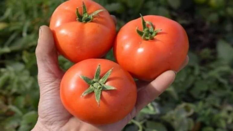 المغرب يوقف صادرات الطماطم إلى عدة اسواق عالمية بسبب غلائها وطنيا