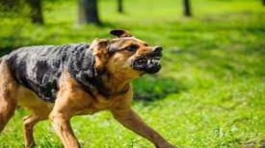 لالة ميمونة.. استفحال ظاهرة تربية الكلاب الشرسة تثير ذعر الساكنة