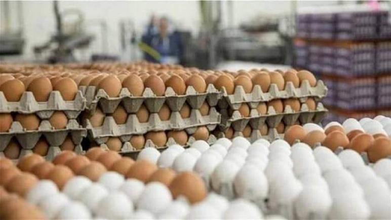 القطاع مهدد بالإفلاس.. منتجو البيض في المغرب يَشكُون خسارة أزيد من 7 مليون درهم