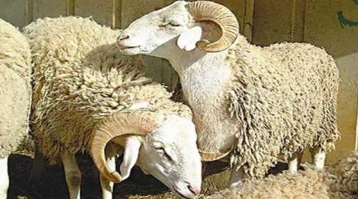 وزارة الأوقاف تلغي عملية توزيع أضاحي العيد على الأسر المعوزة