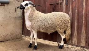 سعر أُضحية يصل إلى 4 ملايين سنتيم بأولاد فارس