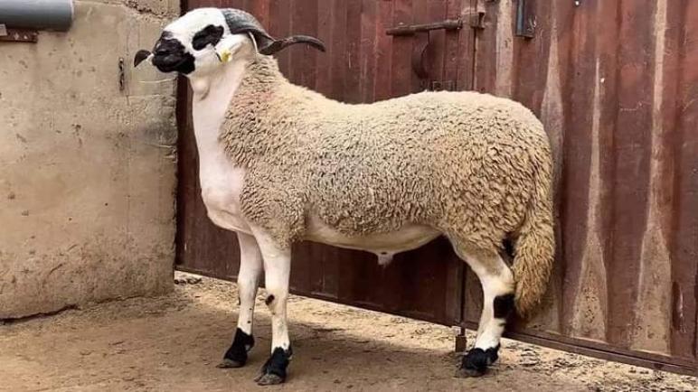 سعر أُضحية يصل إلى 4 ملايين سنتيم بأولاد فارس