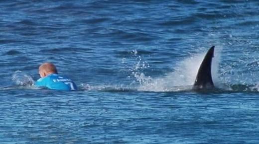 سمكة قرش تقتل امرأتين في مصر أثناء ممارسة السباحة