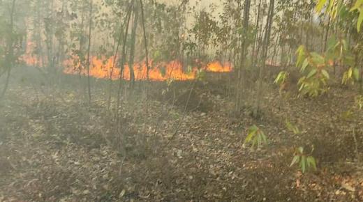 غابة لالة ميمونةباقليم القنيطرة تحترق