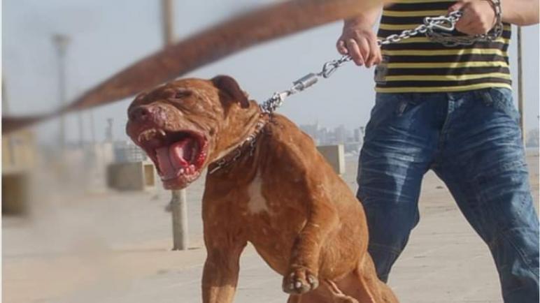 شرطة طنجة توقف مُربّي كلاب بيتبول هاجمت شيخا تسعينيا ونهشت وجهه