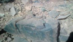 لدغة “كوبرا” تسلب حياة طفل بإقليم زاكورة