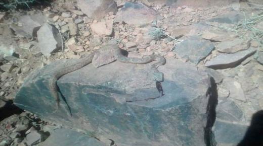 لدغة “كوبرا” تسلب حياة طفل بإقليم زاكورة