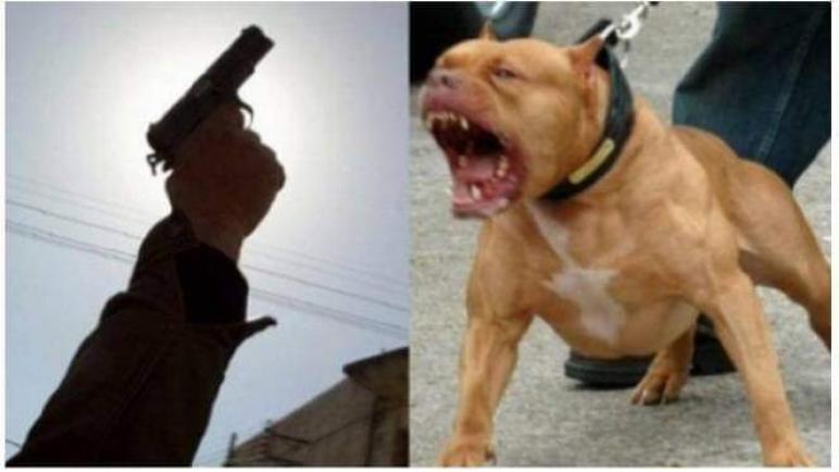 الشرطة تطلق النار على كلبين شرسين هاجما المواطنين بطنجة