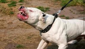 رصاص أمني يشل حركة كلب شرس في تمارة