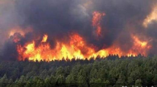 حريق غابوي يلتهم 7 هكتارات بتاونات.. والسلطات تسابق الزمن لإخماده