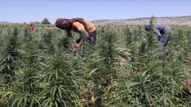 الكروج: مراقبة صارمة تواكب استخدام “القنب الهندي” في الأغراض القانونية