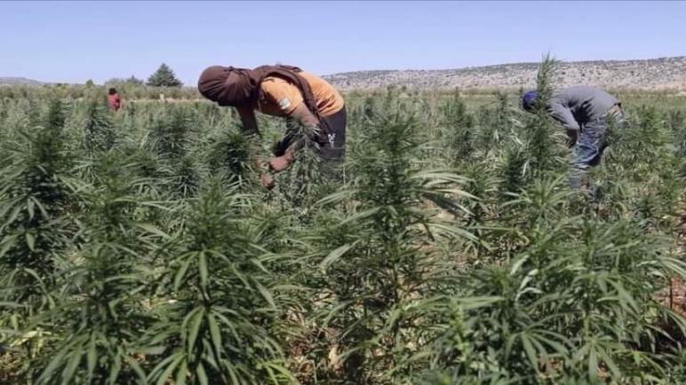 الكروج: مراقبة صارمة تواكب استخدام “القنب الهندي” في الأغراض القانونية
