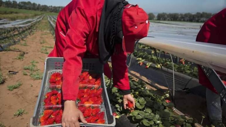 “عاملات الفراولة” المغربيات يشدن الرحال صوب إسبانيا