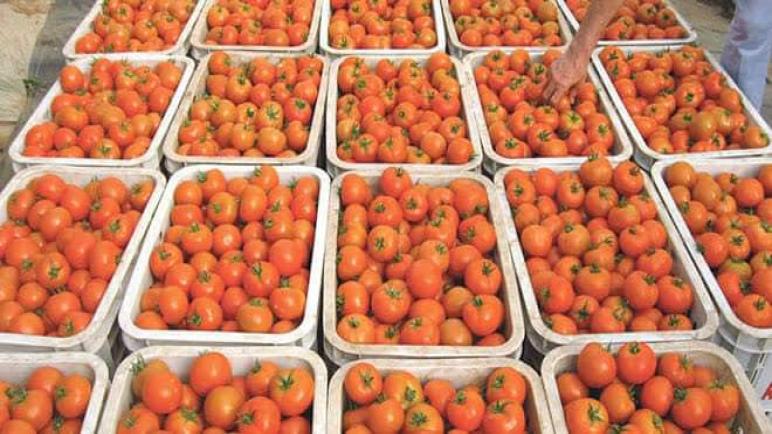 توقع إنتاج 695 ألف طن من “الطماطم الكبرى” برسم الموسم الفلاحي الحالي بسوس ماسة
