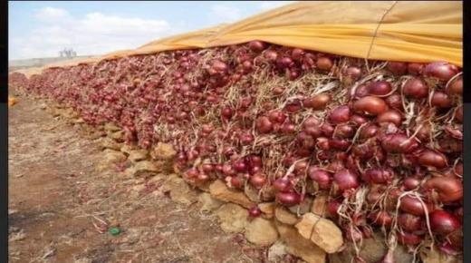 أسعار البصل تتجاوز 18 درهم والمغاربة يصرخون: هادشي بزاف علينا