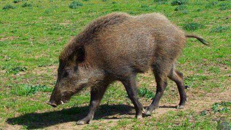 اعتداءات الخنازير البرية على ساكنة مناطق تافراوت تعود من جديد والجهات المعنية في صمت