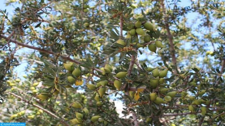 اليوم العالمي لشجر الأركان، اعتراف بجهود المغرب في الحفاظ على هذه الثروة النباتية
