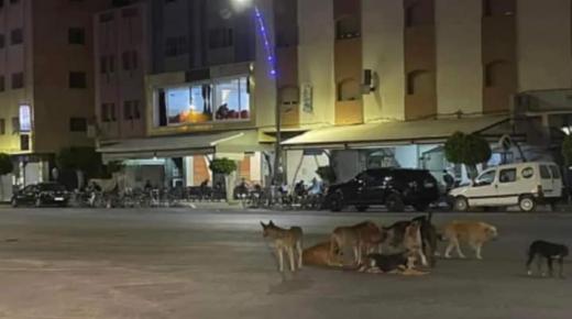 كلاب ضالة بتطوان تتسبب في نهش المواطنين والجهات المعنية خارج التغطية