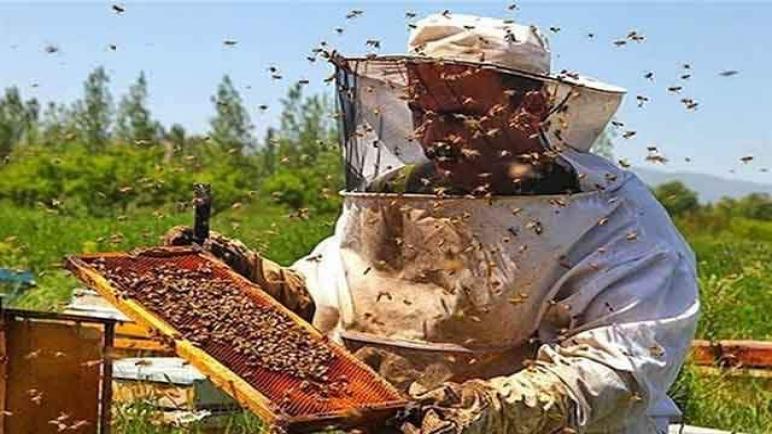 اليوم العالمي للنحل: خبير يدعو إلى إرساء ثقافة حقيقية لتربية النحل بالمغرب
